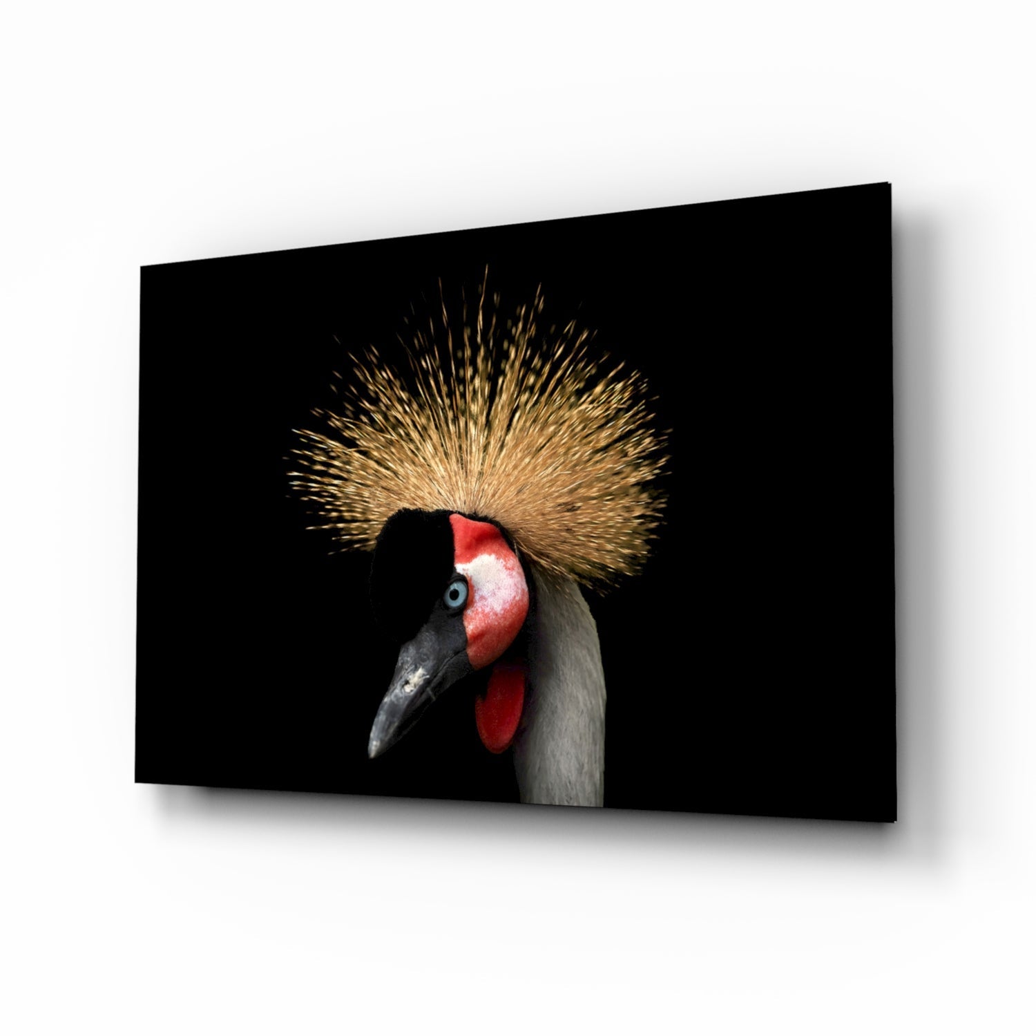 Close-up side profile of a crowned crane with golden crest, red face, and black beak on black glass panel against dark background.