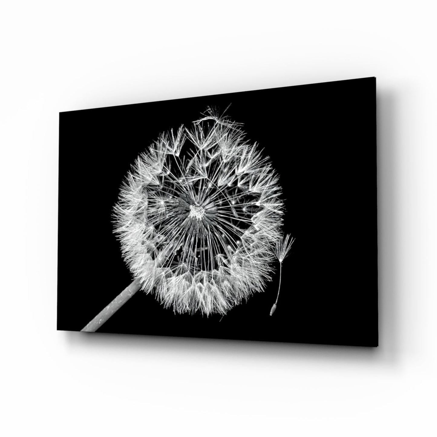 Dandelion Seeds Drifting Black Glass Wall Art