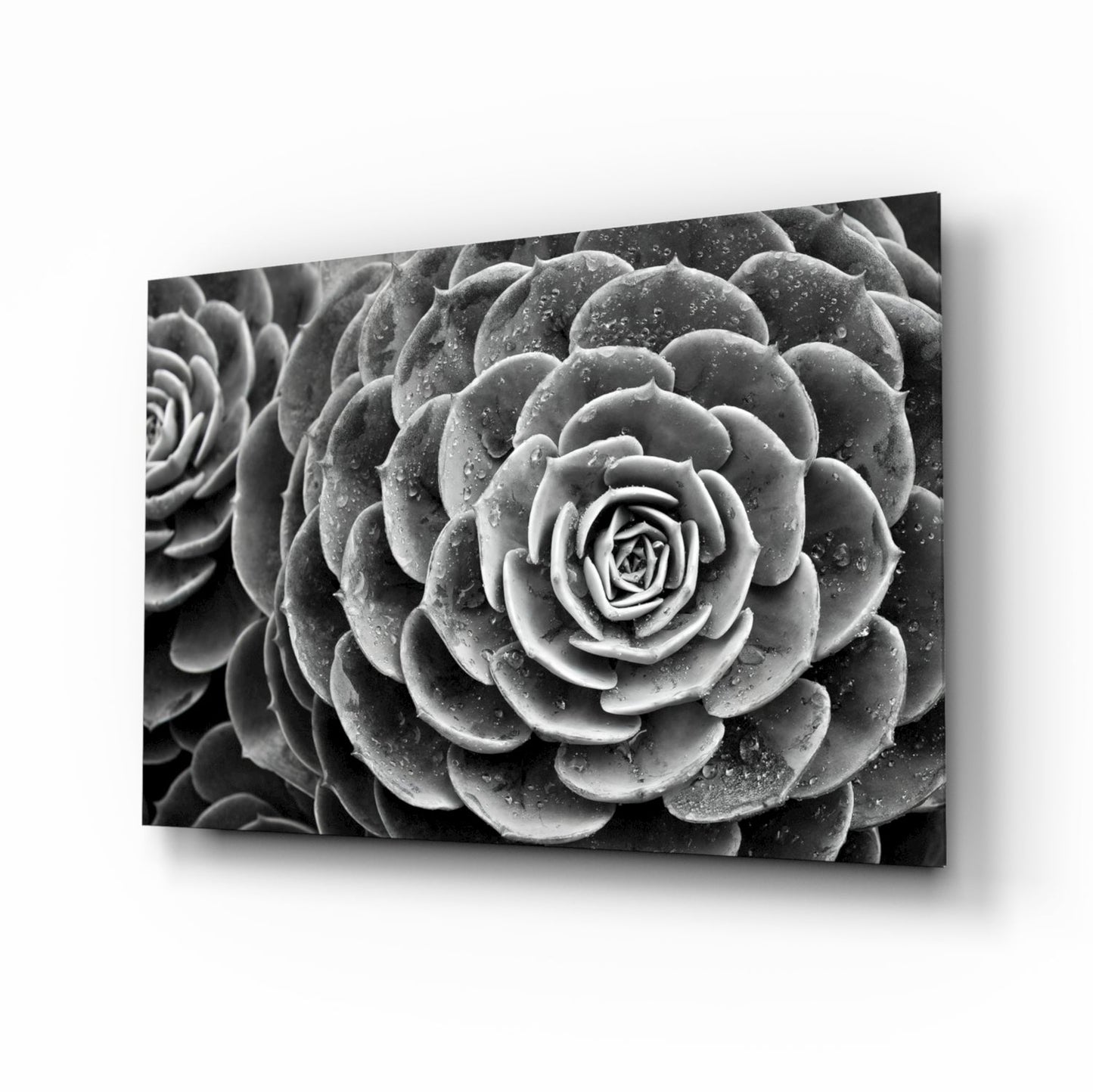 Monochrome Succulent Rosette Glass Wall Art