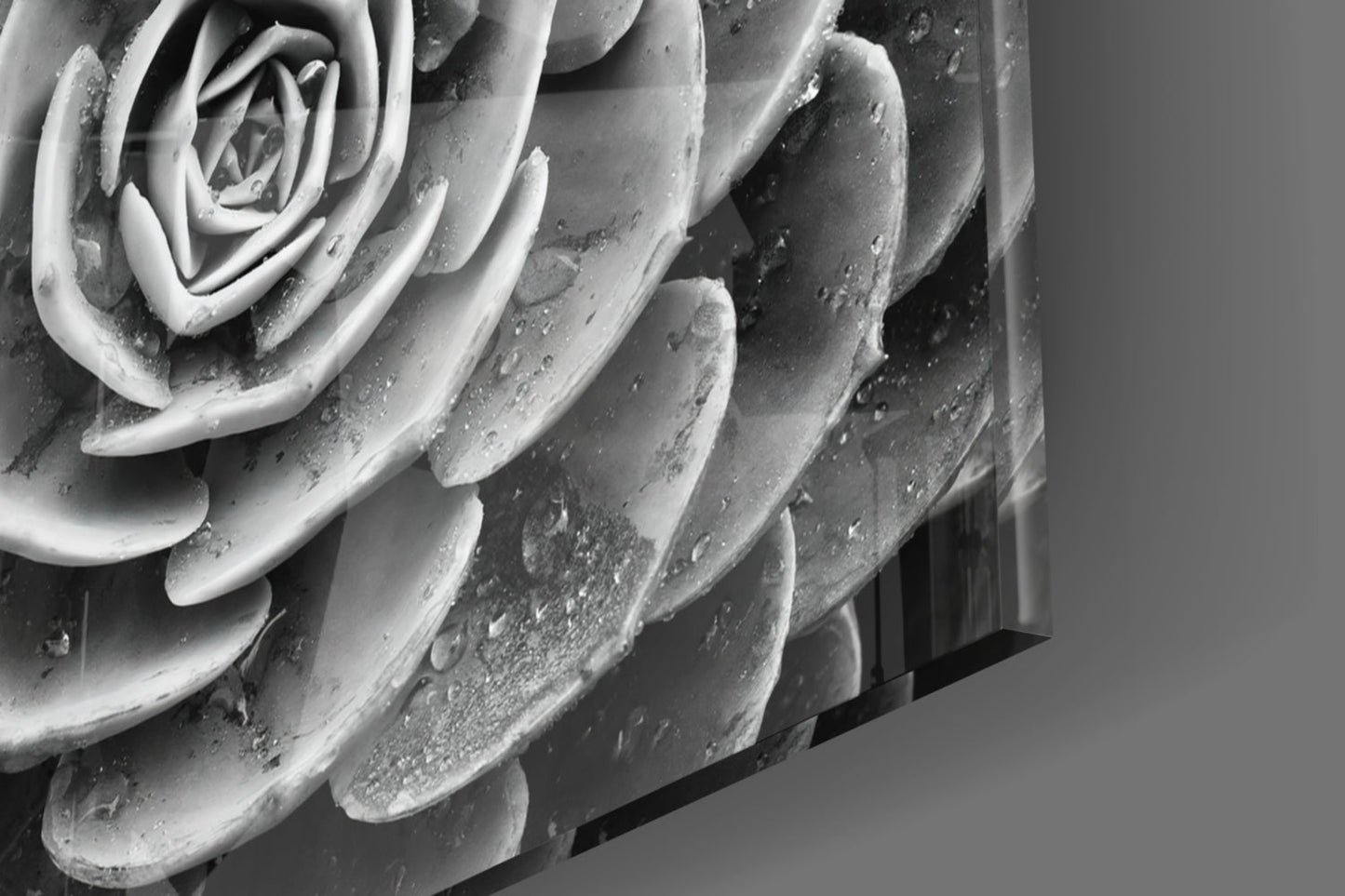 Monochrome Succulent Rosette Glass Wall Art