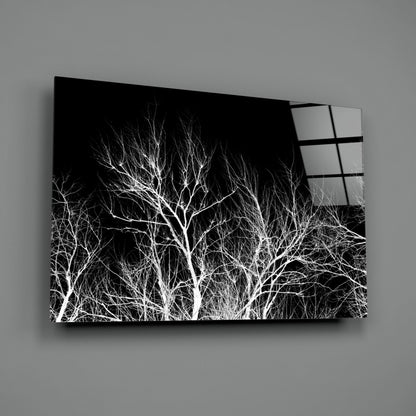 Bare White Branches on Black Night Glass Wall Art