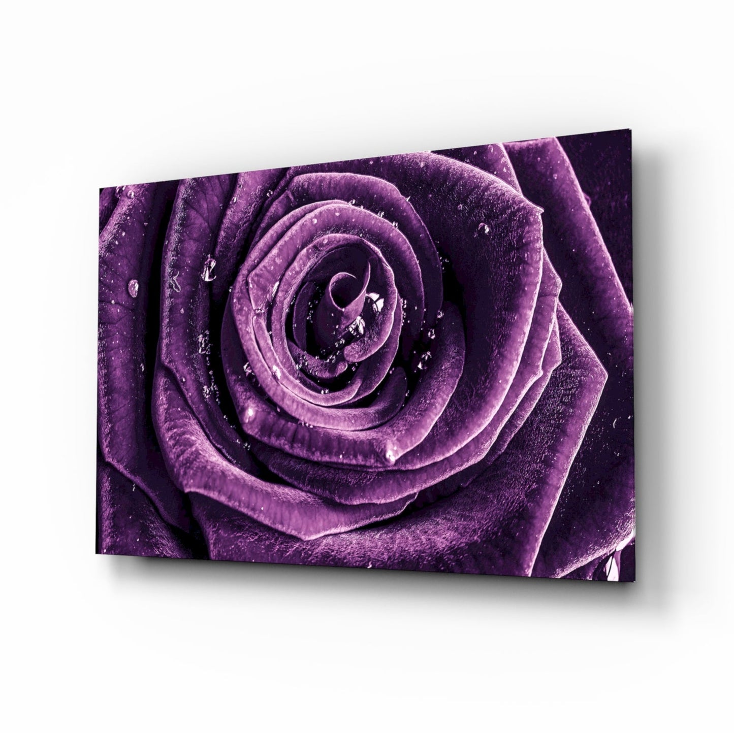 Dewdrop Violet Rose Spiral Bloom Glass Wall Art