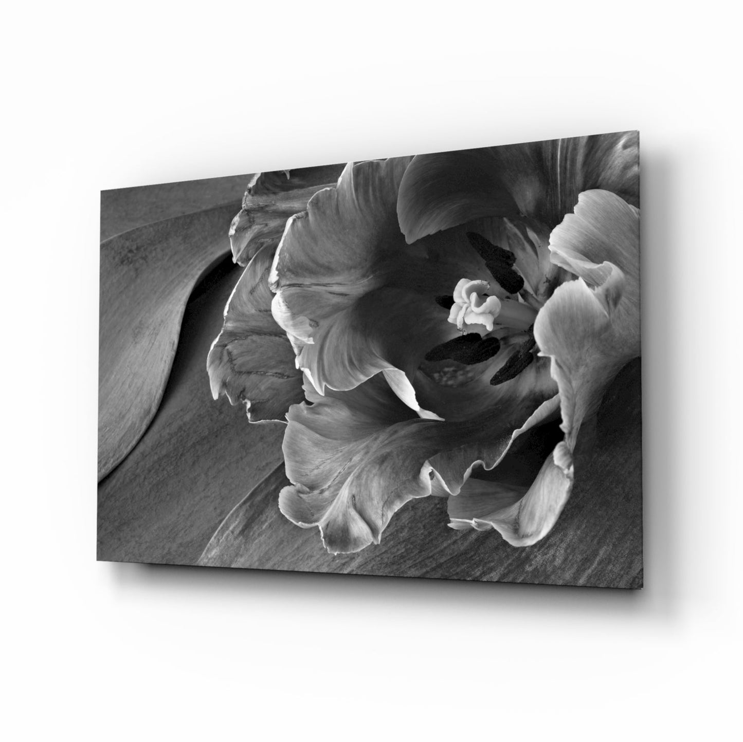 Monochrome Parrot Tulip Glass Wall Art