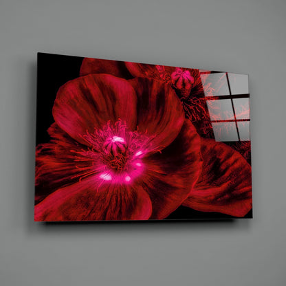 Crimson Poppy With Magenta Center Glass Wall Art