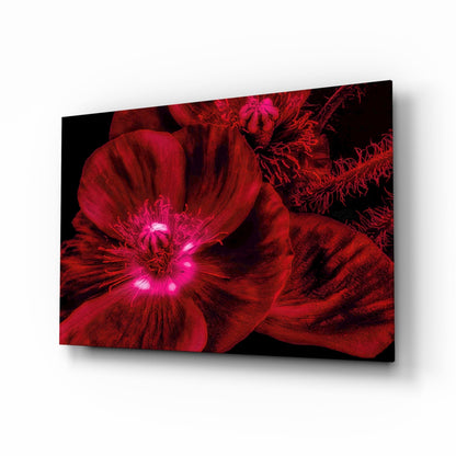 Crimson Poppy With Magenta Center Glass Wall Art