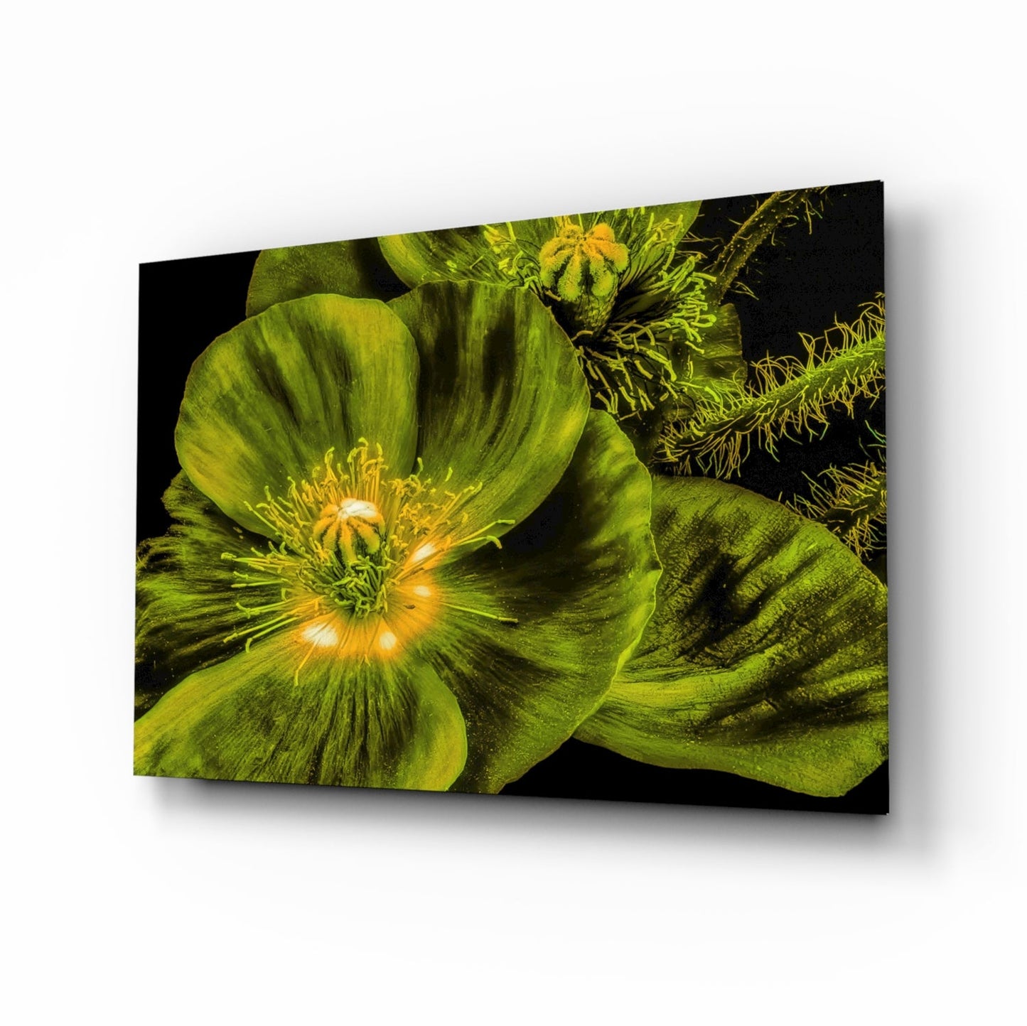 Glowing Chartreuse Poppy Bloom Glass Wall Art