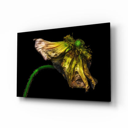 Wilting Yellow Poppy Glass Wall Art
