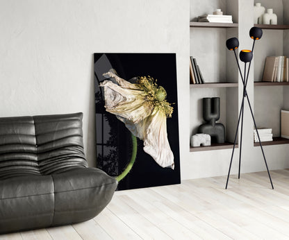 Dried White Poppy Stem Glass Wall Art