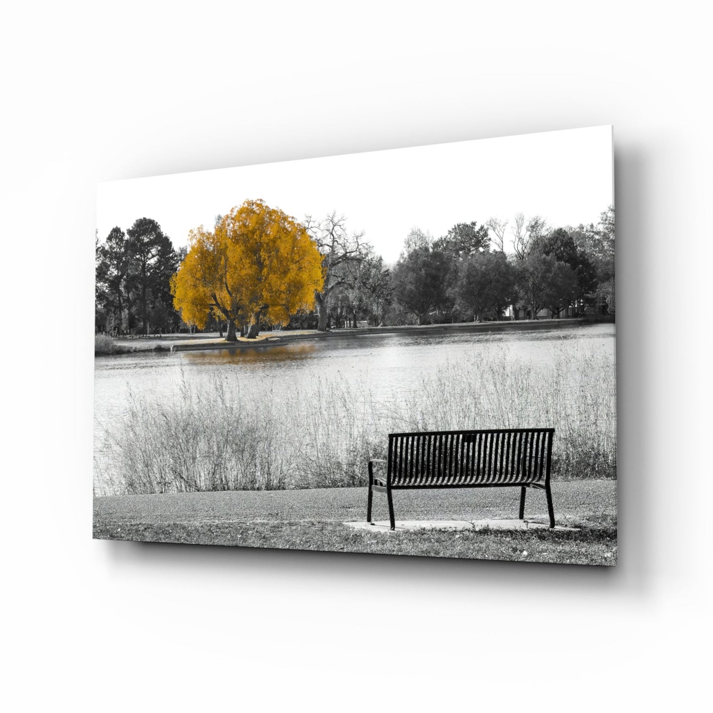 Black metal bench facing a lake with a single golden-yellow tree, selective color photography printed on glass.