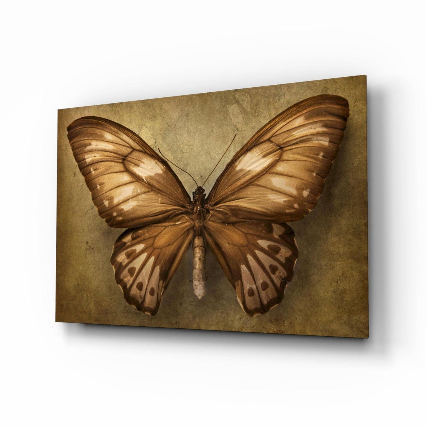 Vintage Sepia Butterfly Glass Wall Art