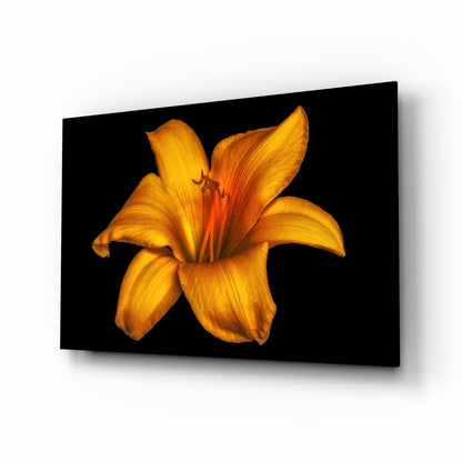 Golden Orange Lily On Black Glass Wall Art