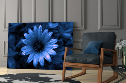Blue Dewy Daisy Bloom Glass Wall Art