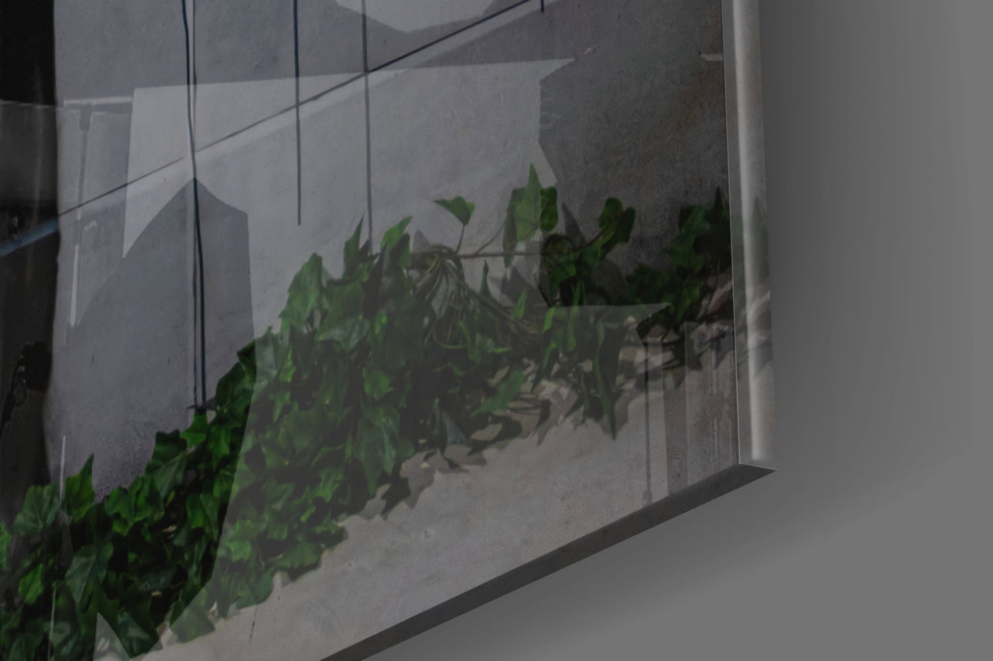 Climbing ivy with green leaves casts shadows on translucent glass panel against white wall.