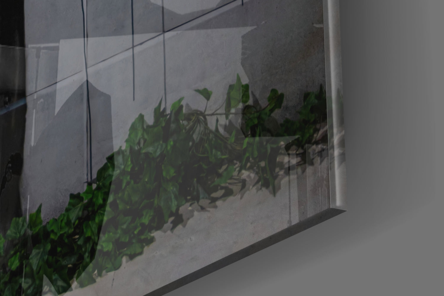Climbing ivy with green leaves casts shadows on translucent glass panel against white wall.