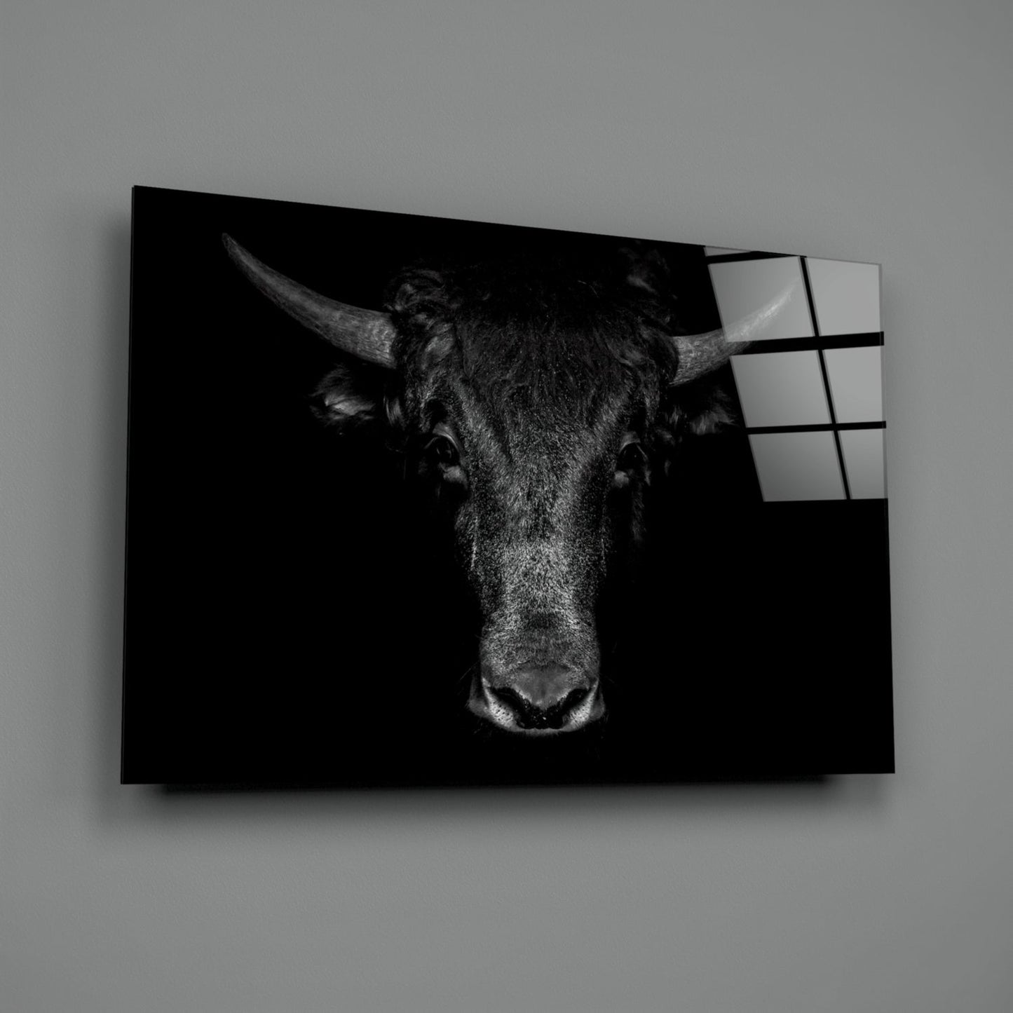 Black and white photograph of a bull's head with long horns displayed on translucent glass panel mounted on gray wall.