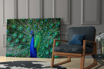 Peacock Fanned Tail Display Glass Wall Art