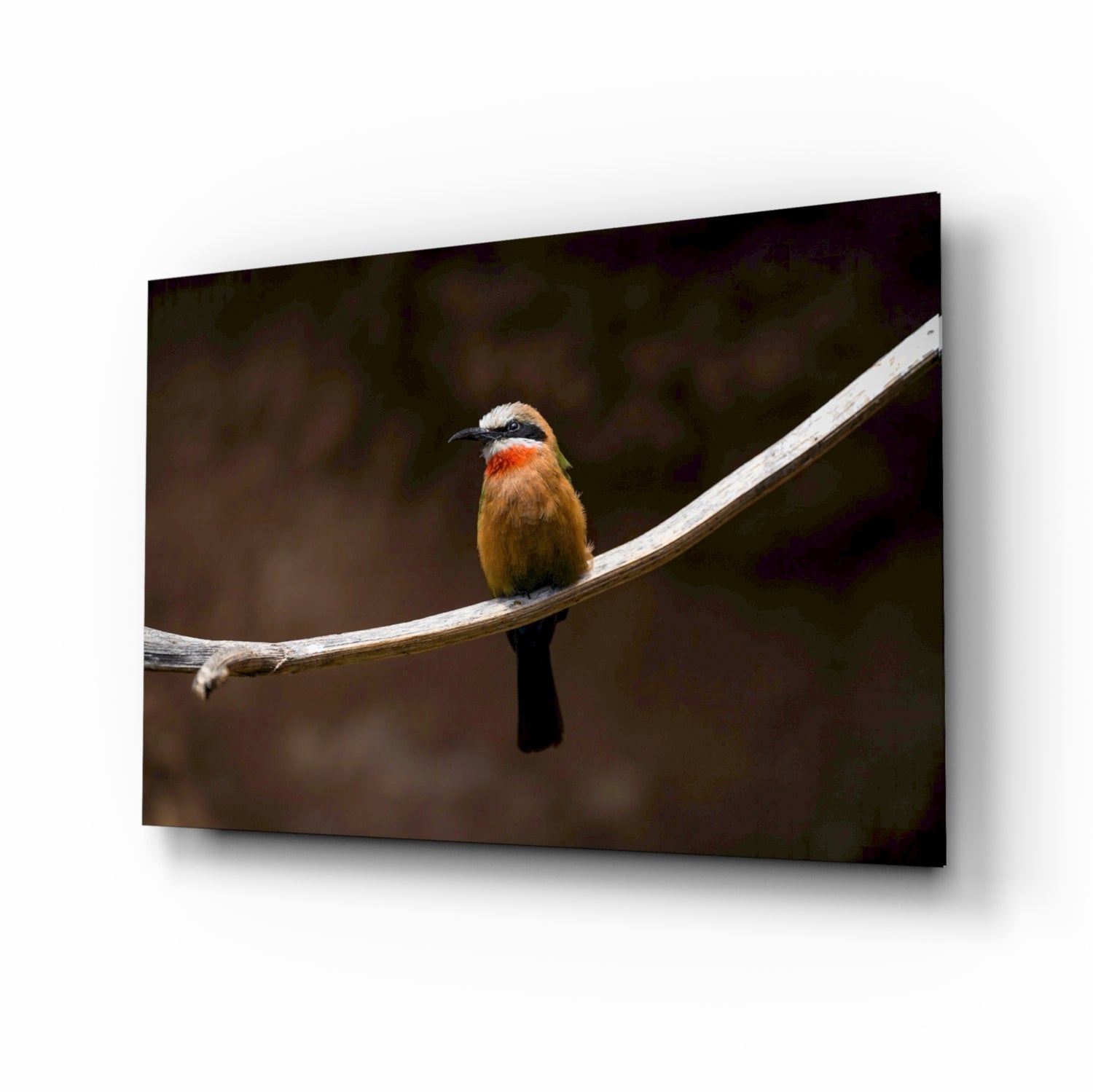 Colorful bee eater bird perched on a white branch against a dark blurred background, displayed as framed glass art.