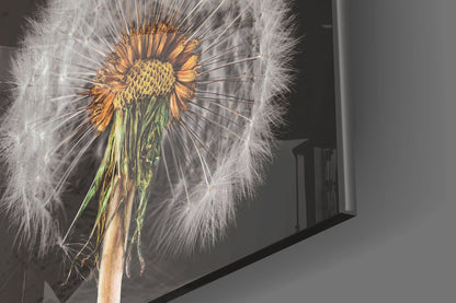 Three Dandelion Seed Heads on Charcoal Glass Wall Art
