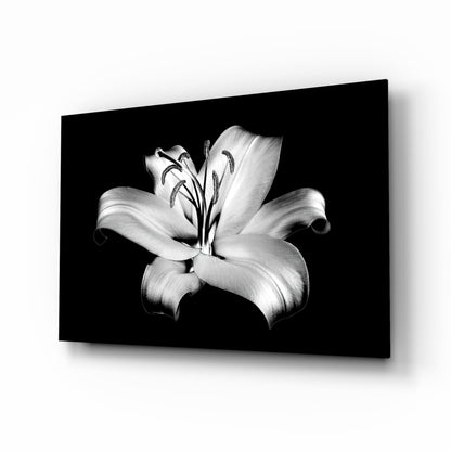Black and white photograph of a blooming lily flower with six petals and prominent stamens displayed on glass wall art against a dark background.