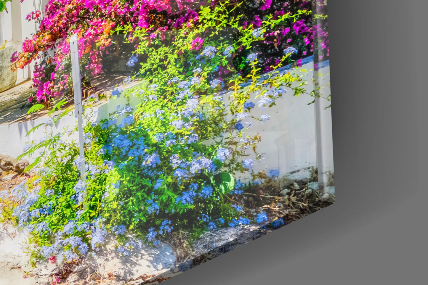 Glass wall art panel with blue plumbago flowers and yellow-green foliage against white wall in garden setting.