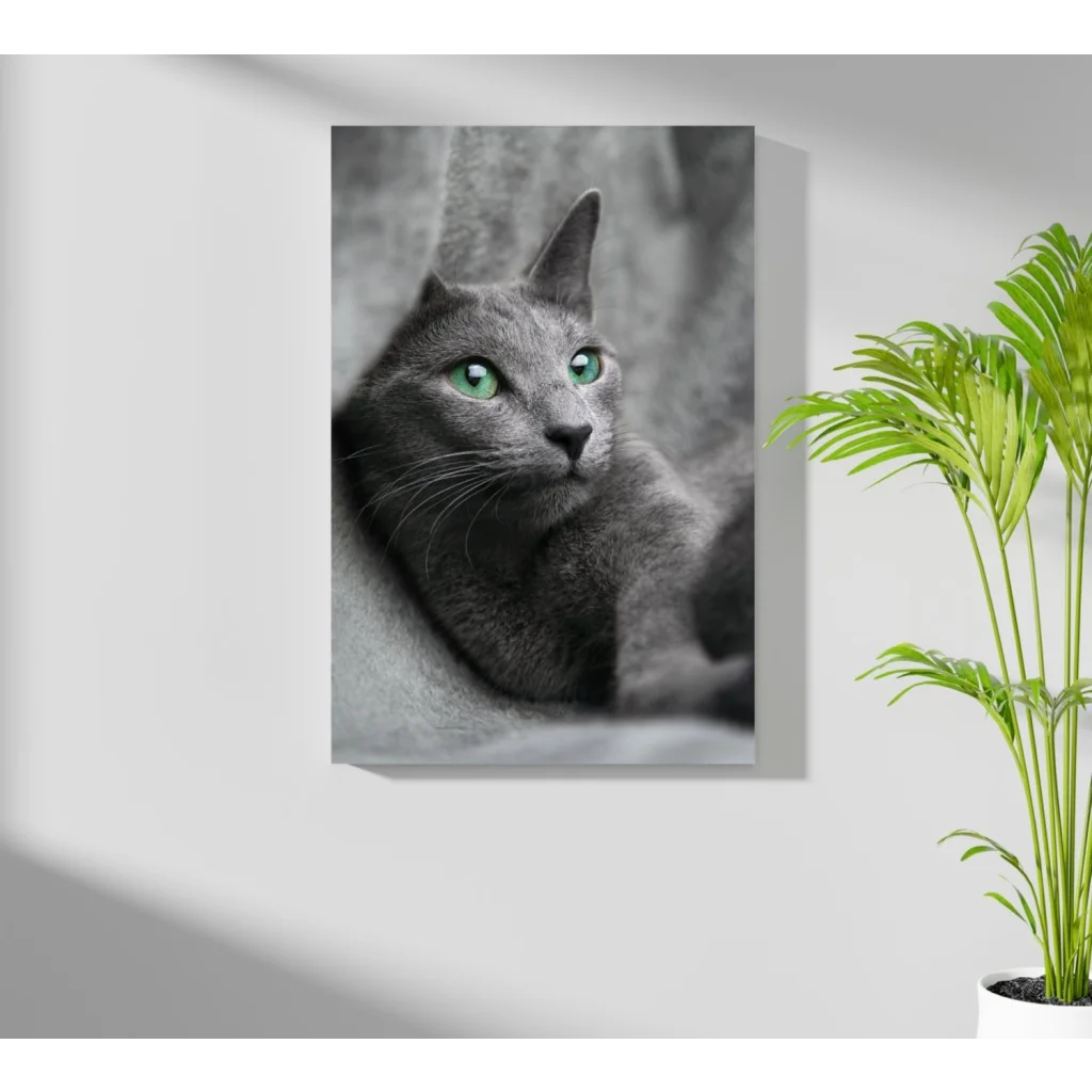 Mesmerizing green eyed gray cat portrait on Insigne aluminum print