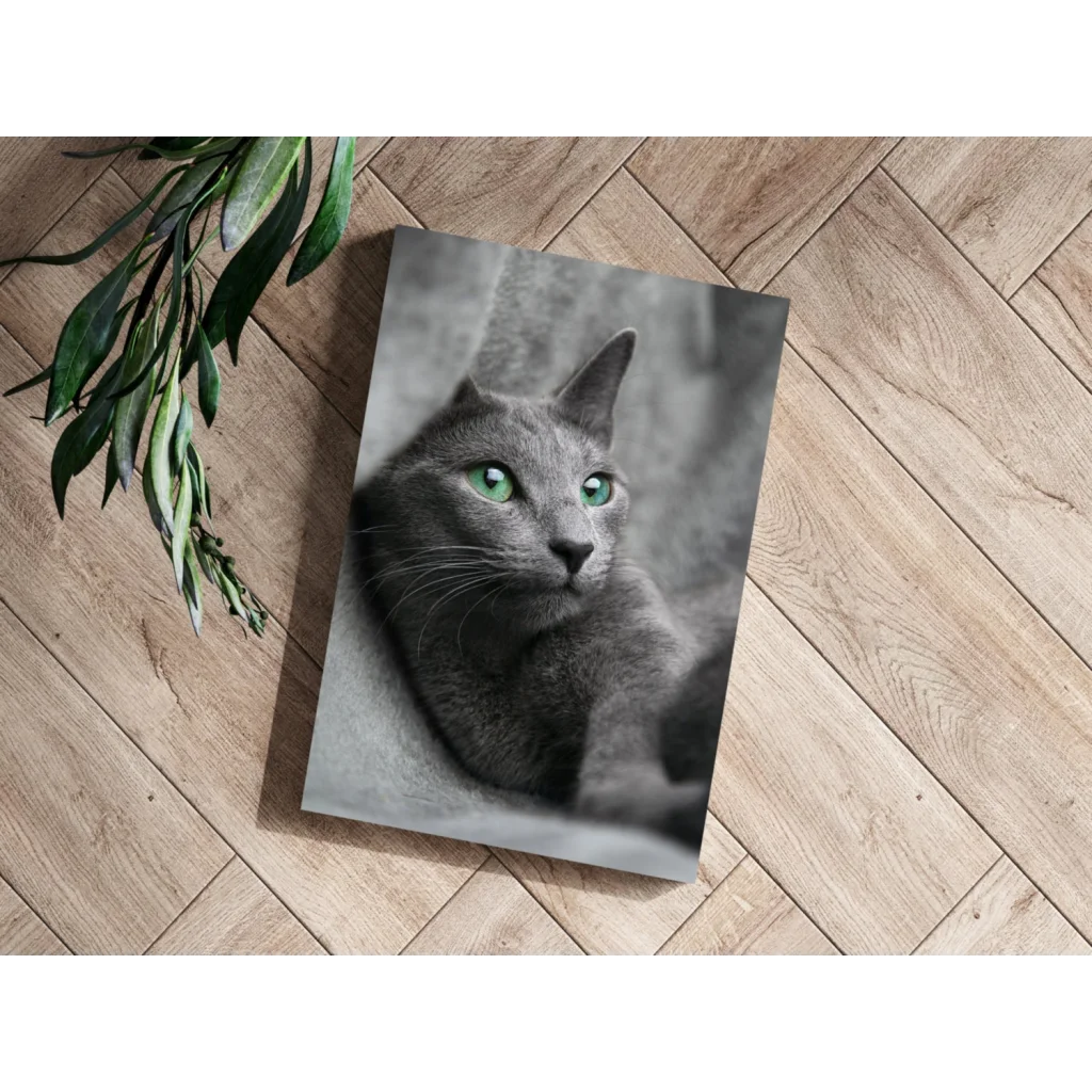 Mesmerizing Green Eyed Gray Cat Insigne Aluminum Prints | Modern Wall Art Decor | vintageantiquesgifts.com