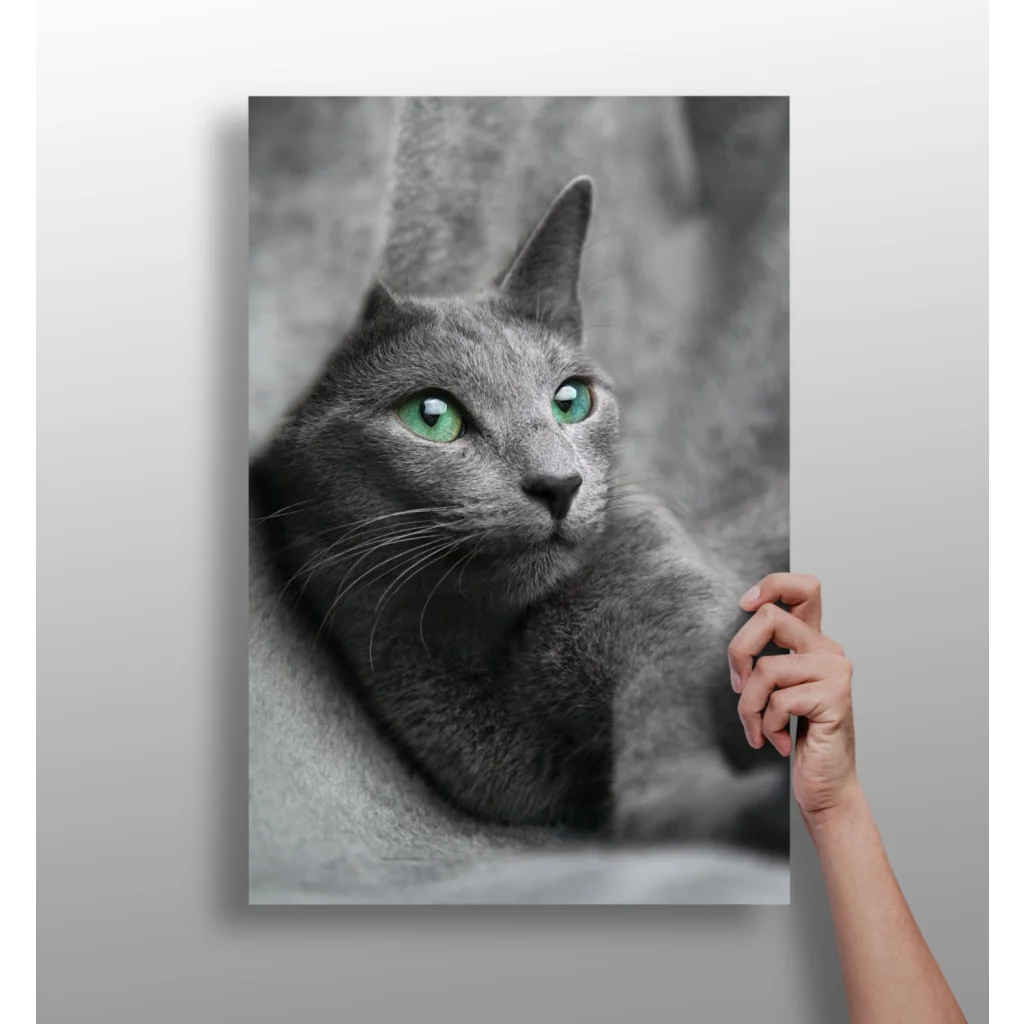 Mesmerizing Green Eyed Gray Cat Insigne Aluminum Prints | Insigneart USA | vintageantiquesgifts.com