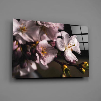 Delicate pink cherry blossom dewdrop canvas wall art with Japanese shoji screen