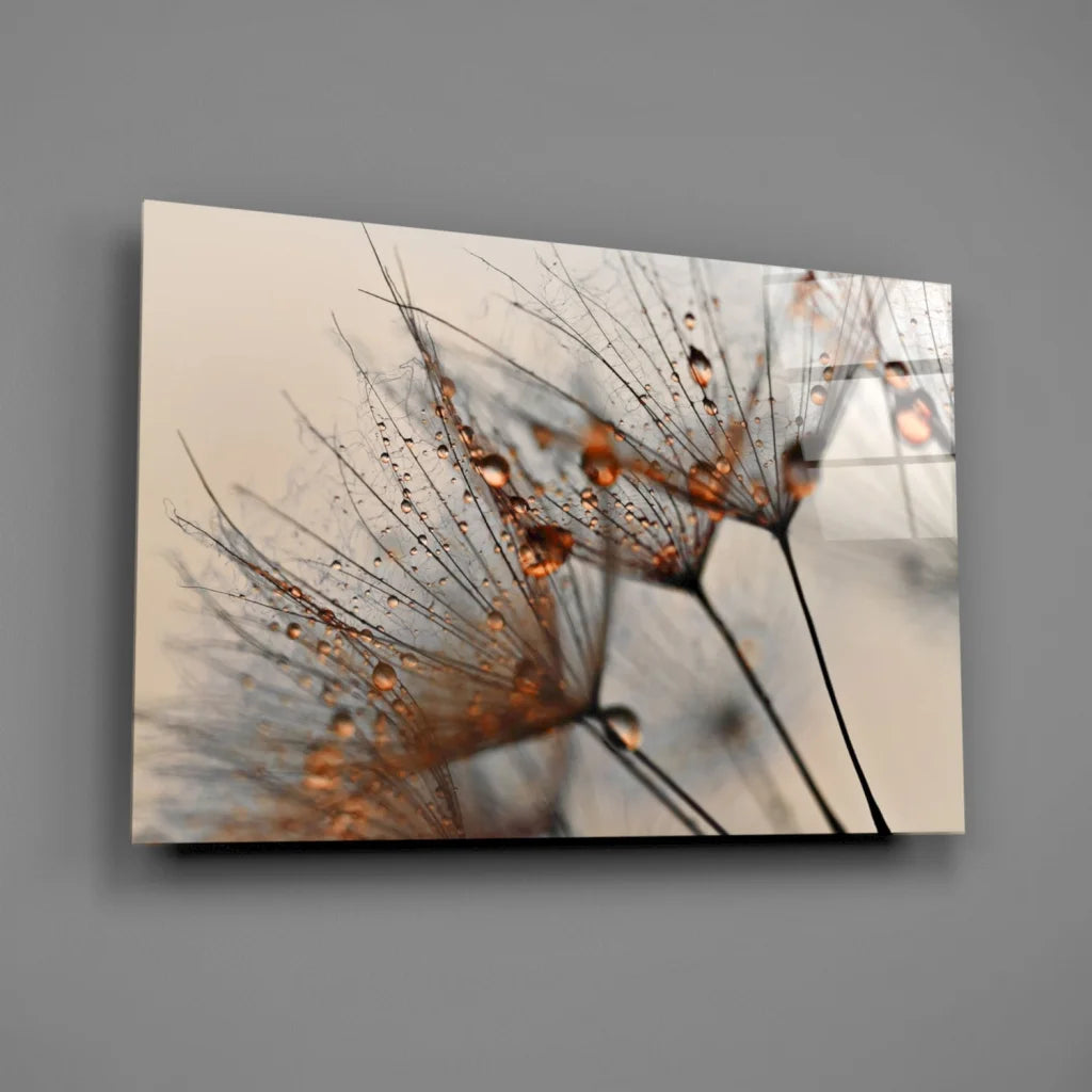 Close-up dandelion seeds with amber dewdrops on canvas wall art print