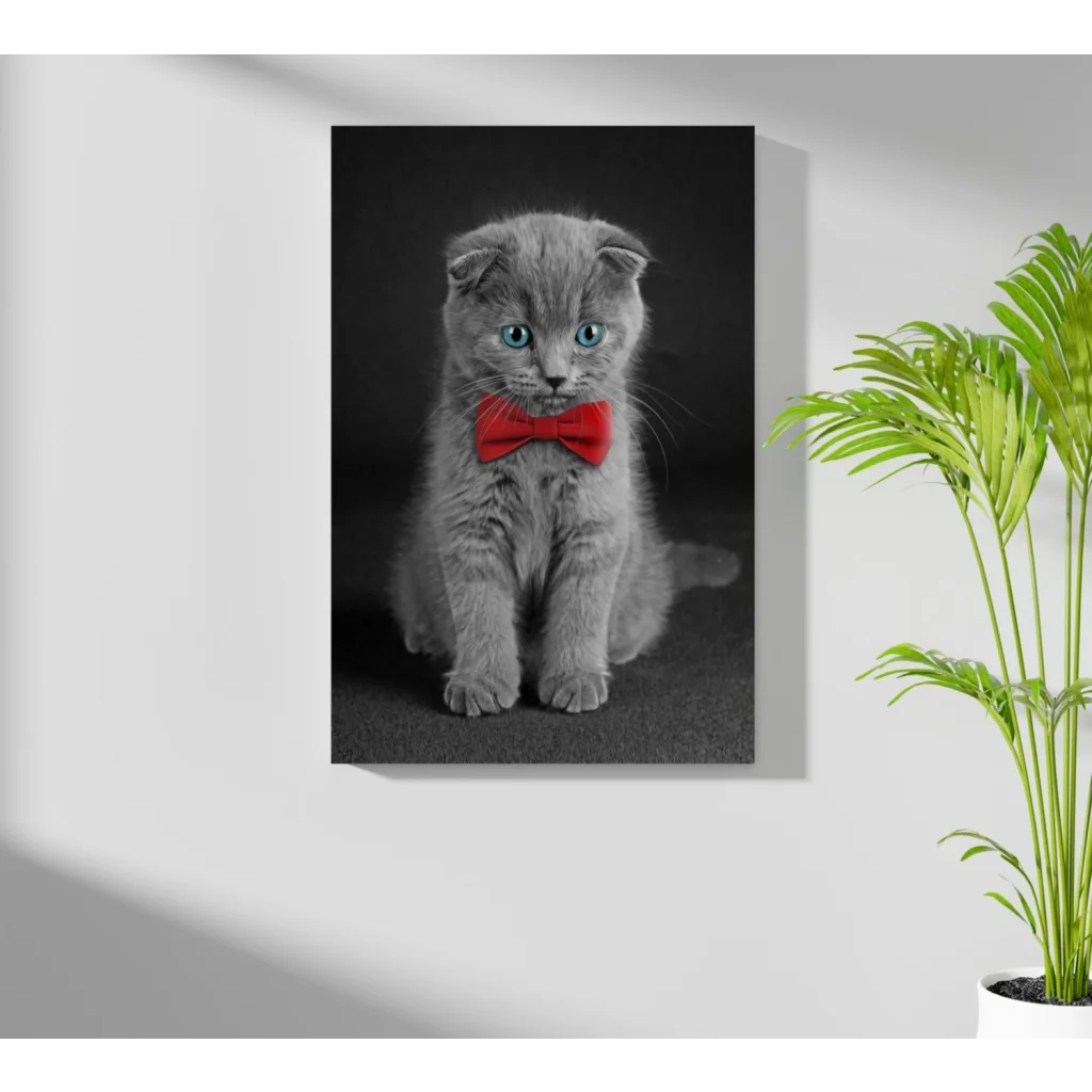 Dapper gray Scottish Fold kitten insigne aluminum print with blue eyes and red bow tie