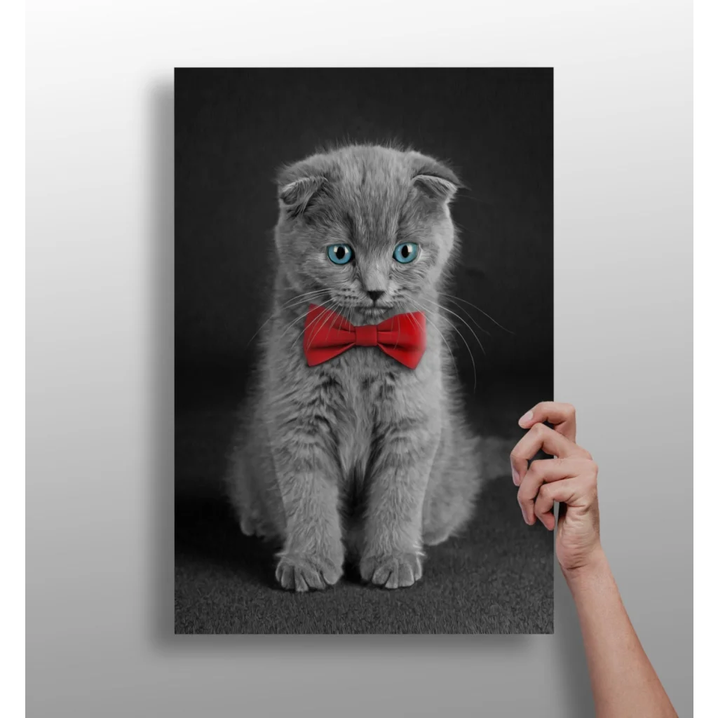 Dapper Scottish Fold Kitten Insigne Aluminum Print | Insigneart USA | vintageantiquesgifts.com