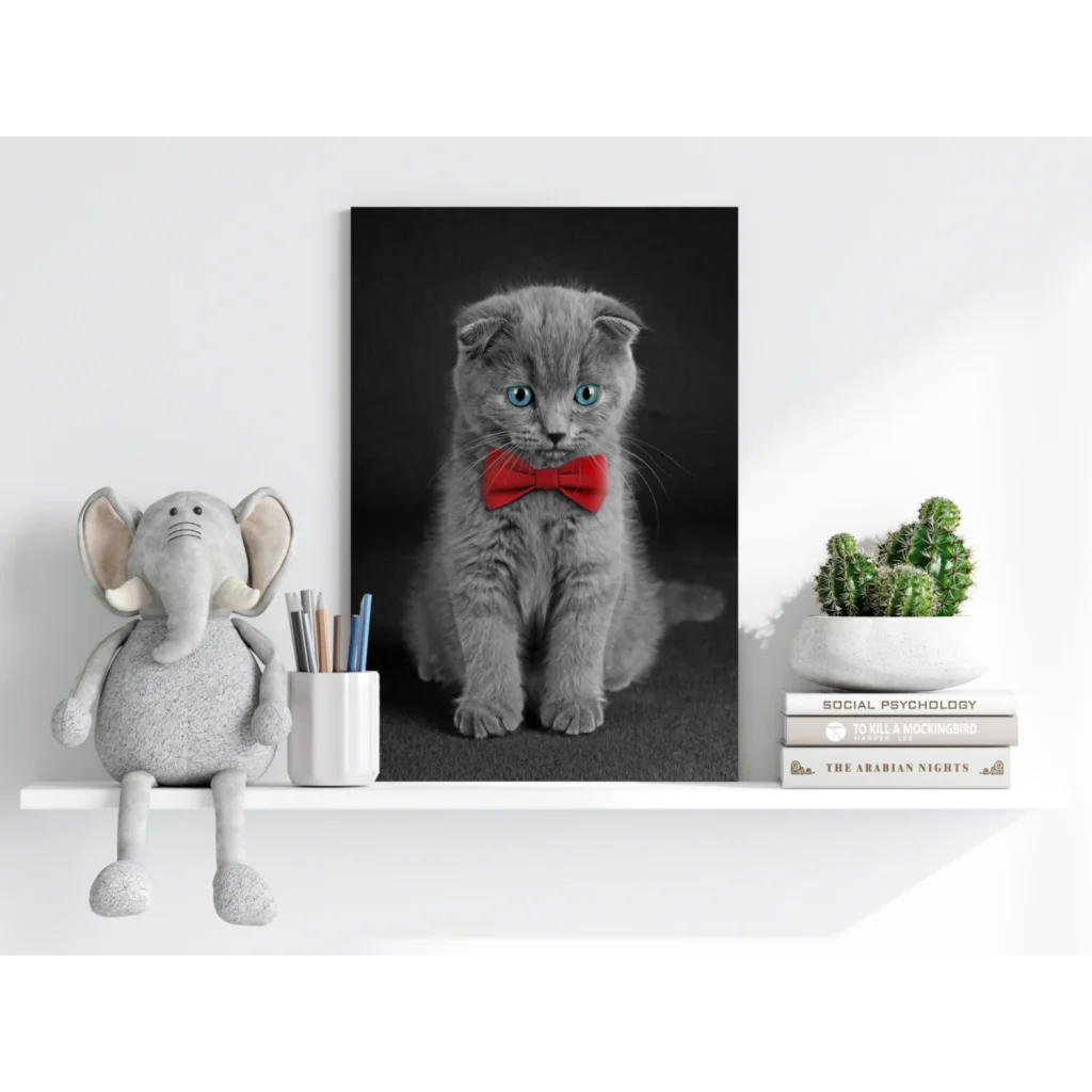 Dapper Scottish Fold gray kitten with blue eyes on insigne aluminum print