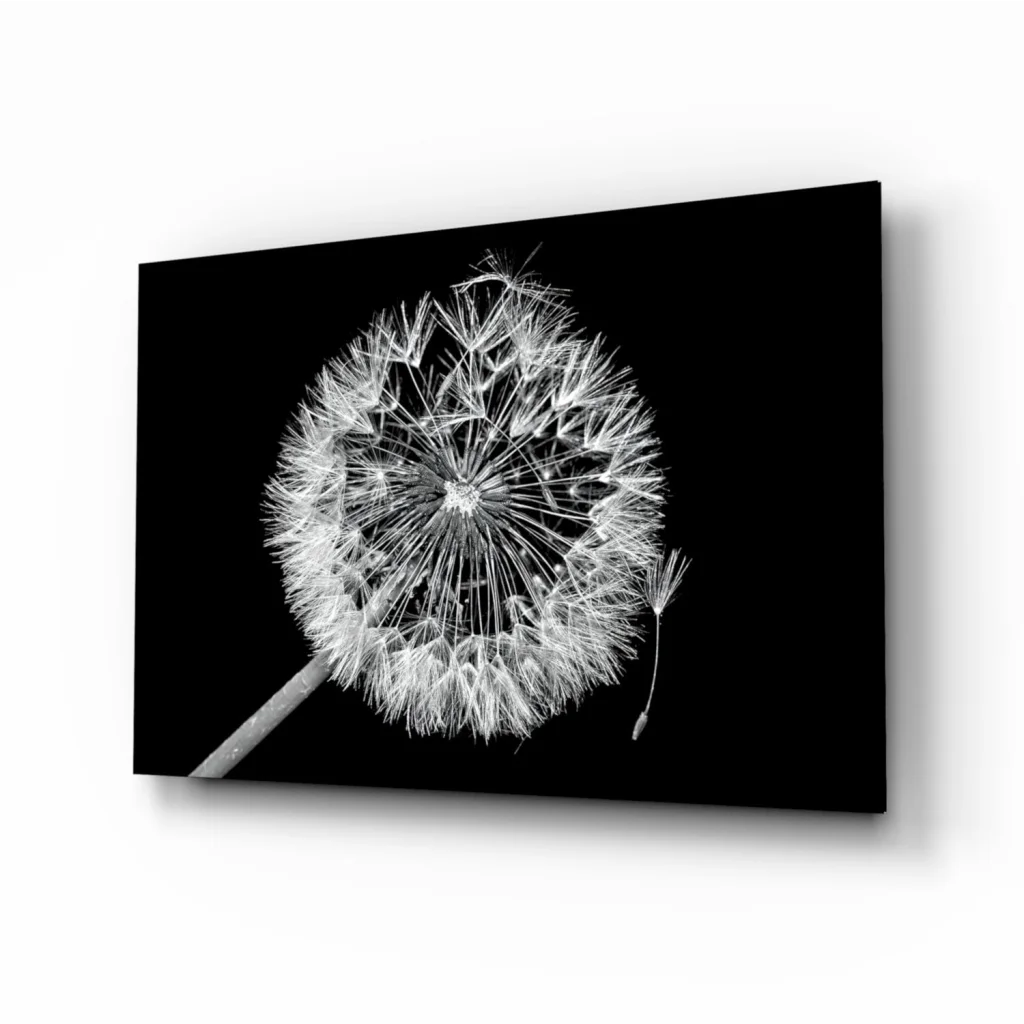 Stunning black and white dandelion wall art canvas print