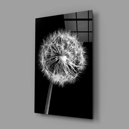 Black-and-white dandelion glass wall art print on glossy acrylic