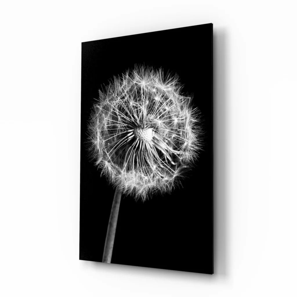 Black-and-white dandelion glass wall art print