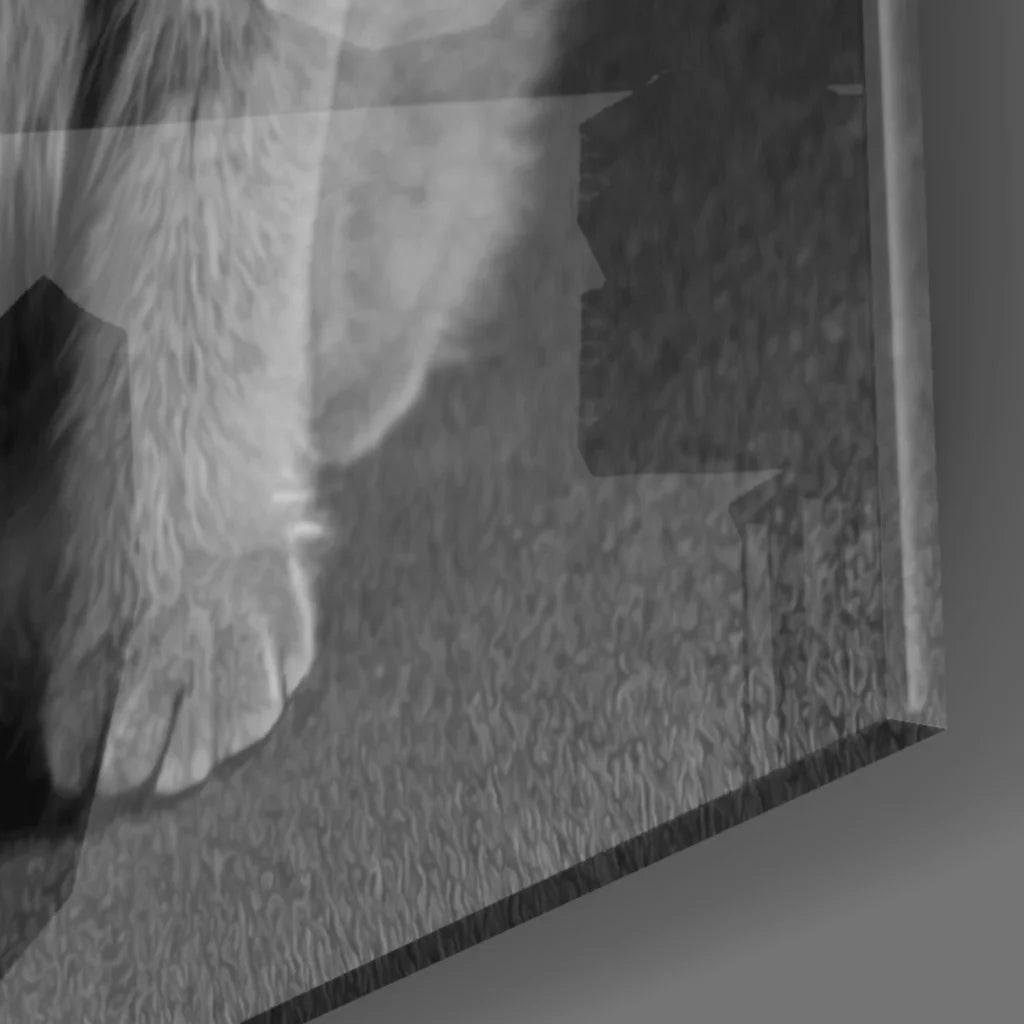 Dapper Scottish Fold kitten in monochrome framed glass wall art