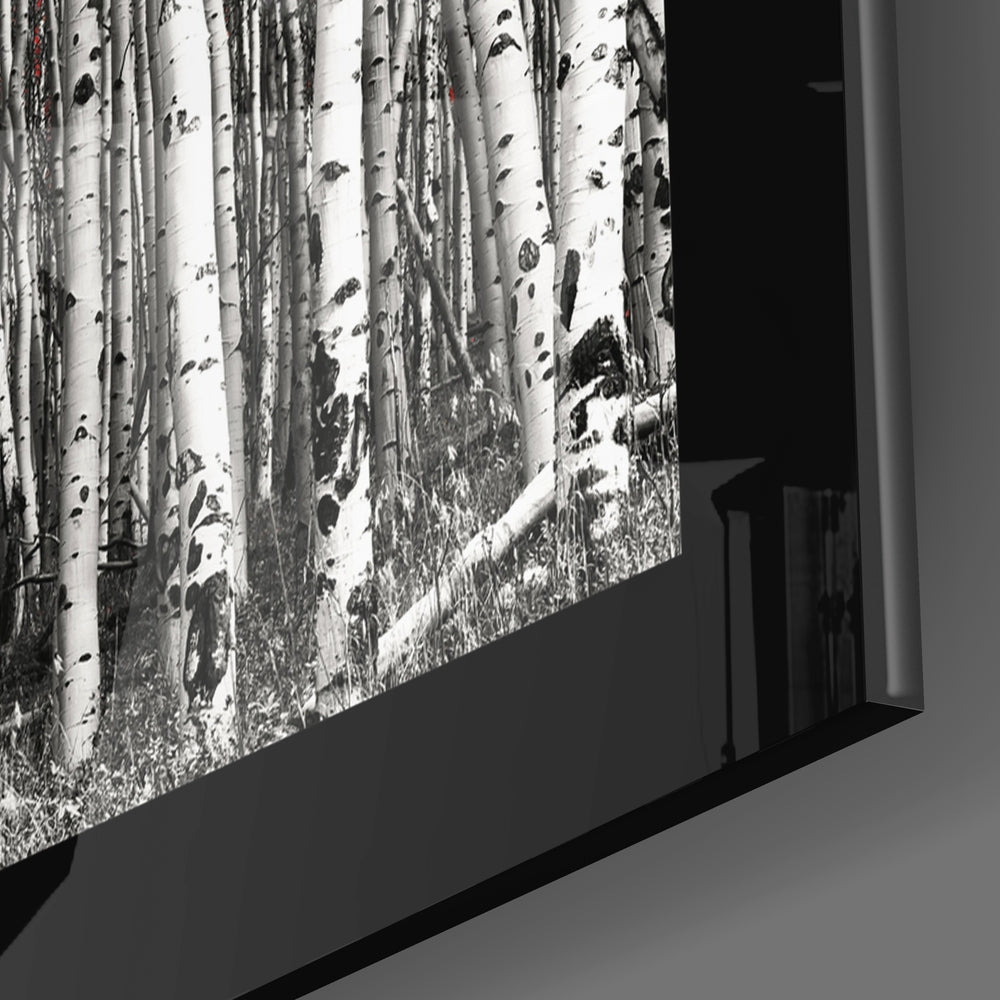 Black Border Birch Grove Red Canopy Glass Wall Art