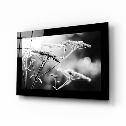 Black-framed glass wall art displaying a monochromatic photograph of delicate frost-covered seed pods with blurred background.