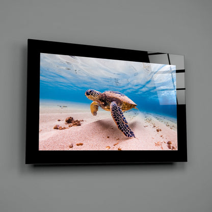 Sea turtle swimming near sandy ocean floor displayed on black-framed glass wall art mounted on gray wall.