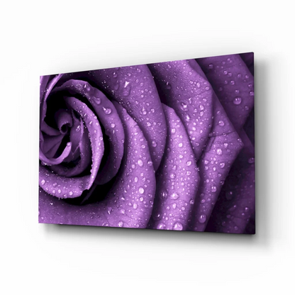 Vibrant purple rose with dewy droplets on glass wall art canvas print