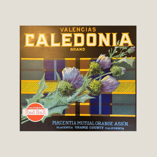 Vintage Caledonia Orange crate label with artichoke art, 1930s design