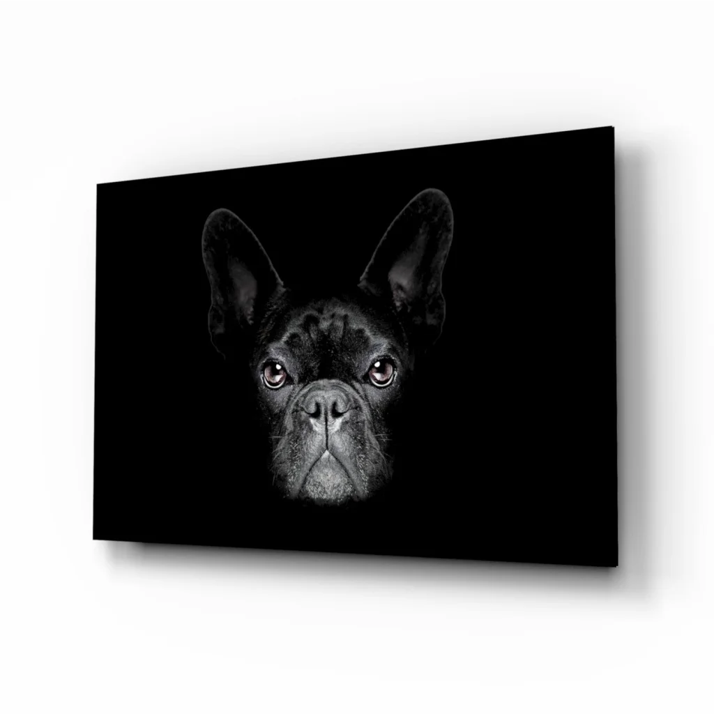 Stunning French bulldog face in black and white canvas wall art