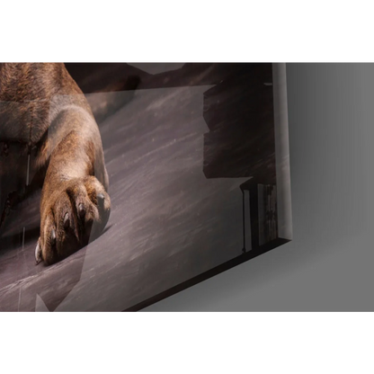 Realistic lion paw glass wall art print in warm brown tones on black frame