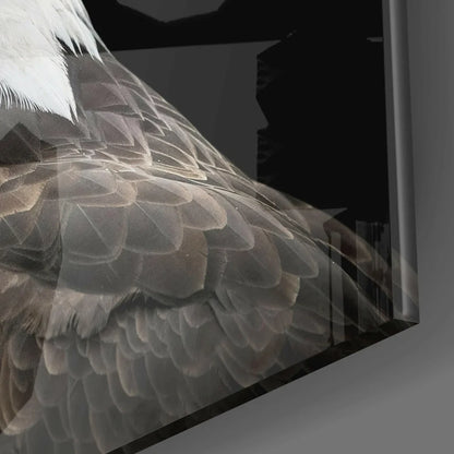 Close-up of majestic bald eagle wing feathers in glass wall art