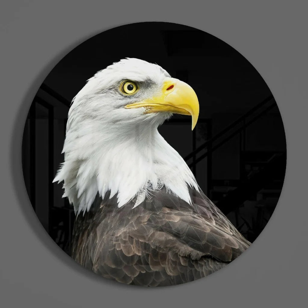 Majestic bald eagle tempered glass art portrait with size comparison