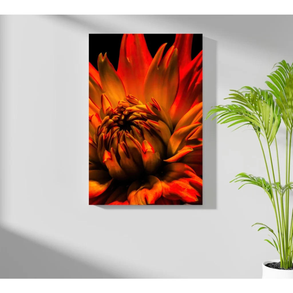 Vibrant orange red dahlia on insigne aluminum print with modern elegance