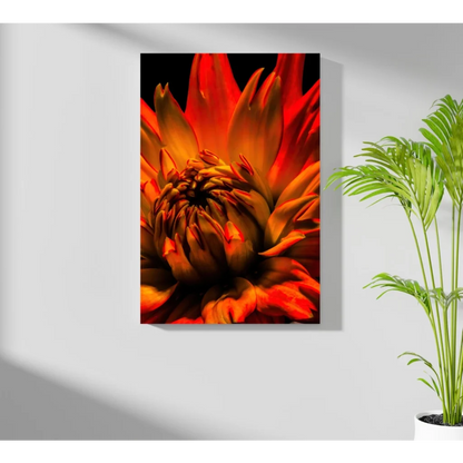 Vibrant orange red dahlia on insigne aluminum print with modern elegance