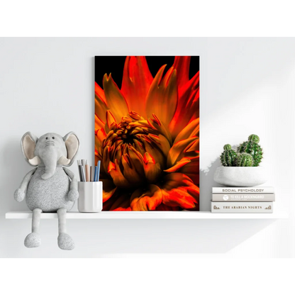 Vibrant orange and red flower on insigne aluminum prints