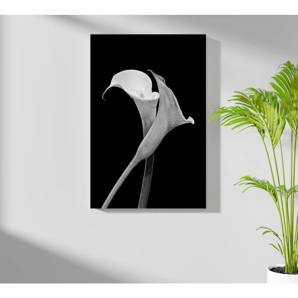 Elegant black-and-white calla lily aluminum wall art print