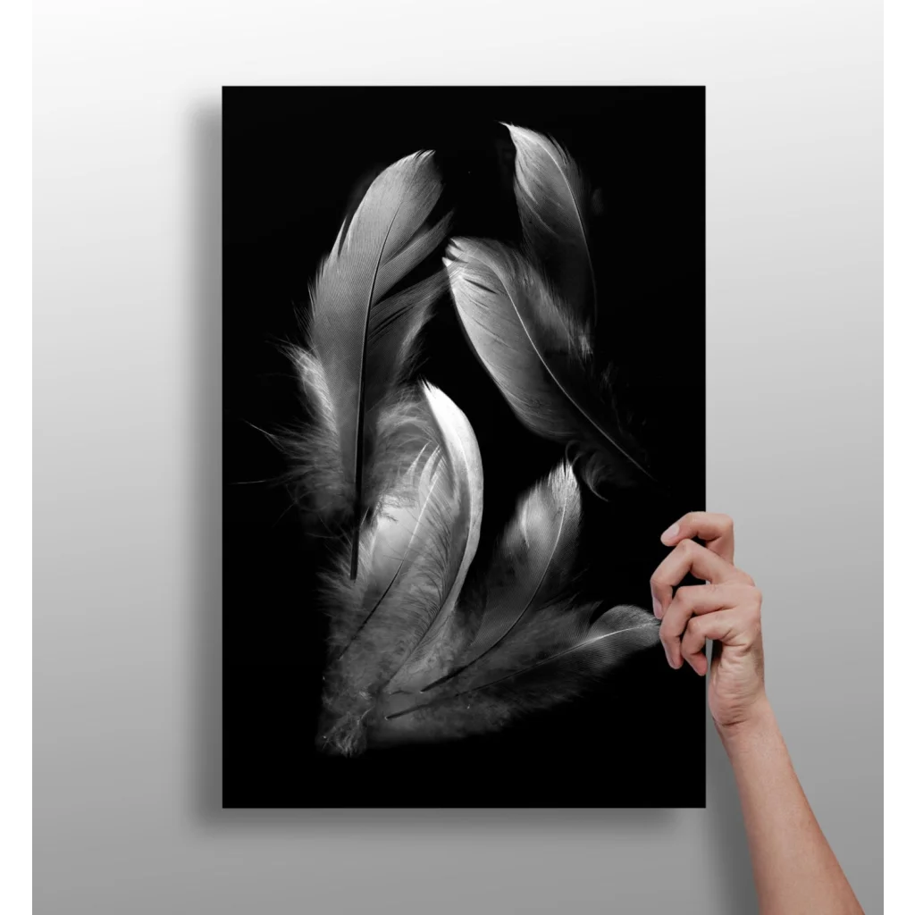 Stunning feather insigne aluminum print in black-and-white elegance
